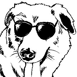 Drew